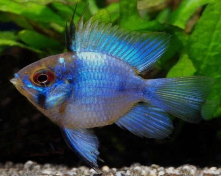 Breeding Pair - Electric Blue Balloon Ram - Betta USA Aquatic