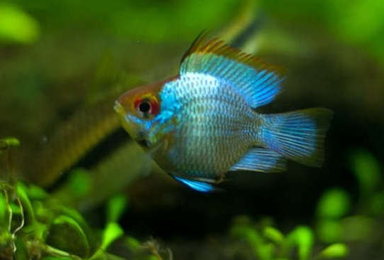 Breeding Pair - Electric Blue Balloon Ram