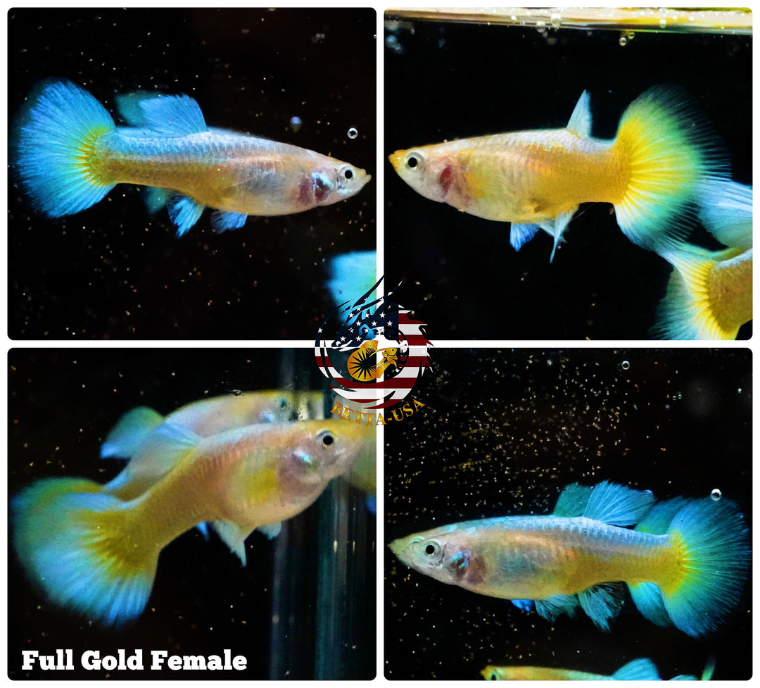 1 Female Live Aquarium Guppy – High Quality Full Gold 24k – USA Seller, Freshwater