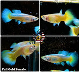 Aquarium Guppy Fish High Quality - Full Gold 24k