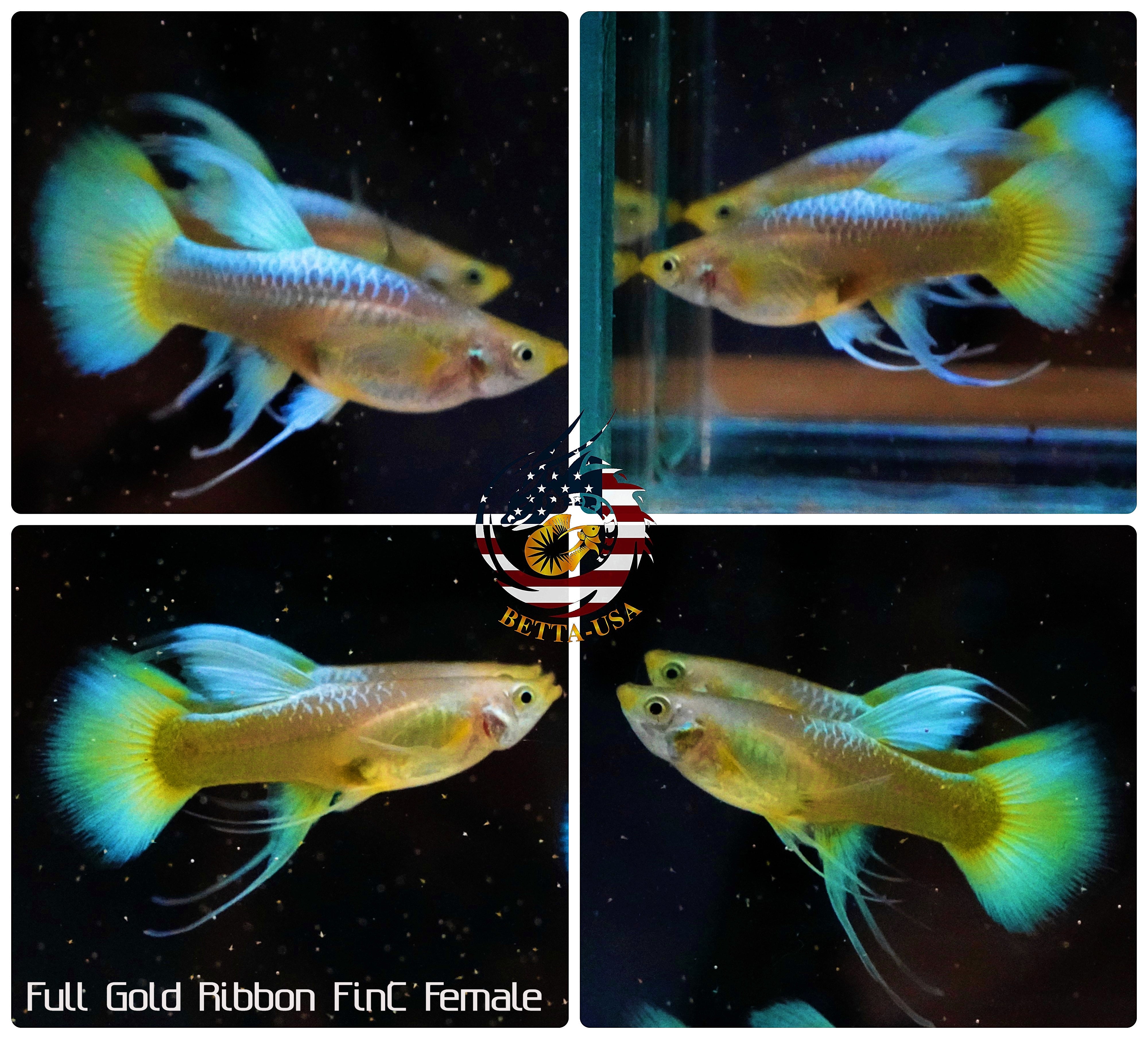 Live Male Guppy Fish – High Quality Full Gold Ribbon Fin – USA Bred (2 Available)