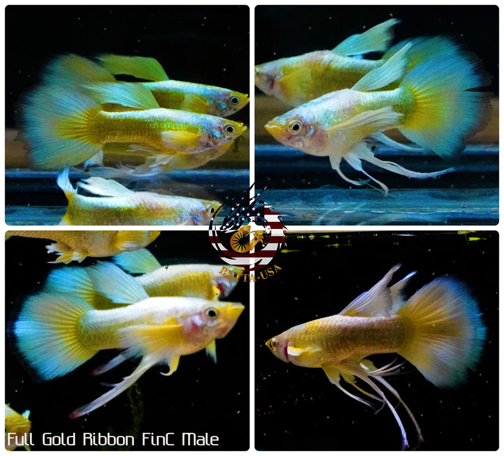 Aquarium Guppy Fish High Quality - Full Gold FinC Ribbon - Betta USA Aquatic