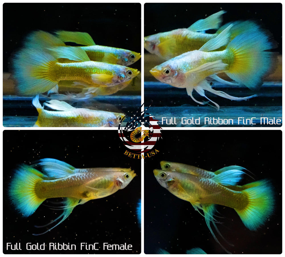 Aquarium Guppy Fish High Quality - Full Gold FinC Ribbon - Betta USA Aquatic