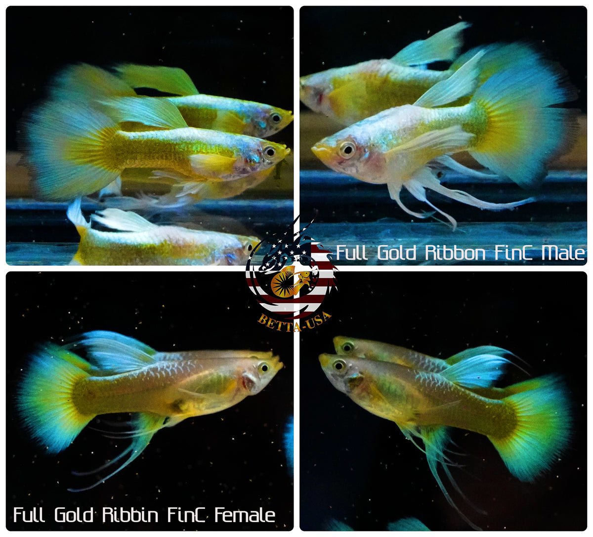 Aquarium Guppy Fish High Quality - Full Gold FinC Ribbon