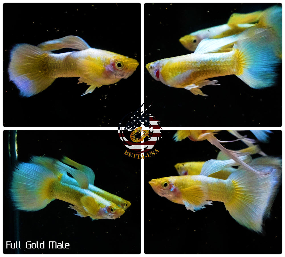 Aquarium Guppy Fish High Quality - Full Gold 24k - Betta USA Aquatic