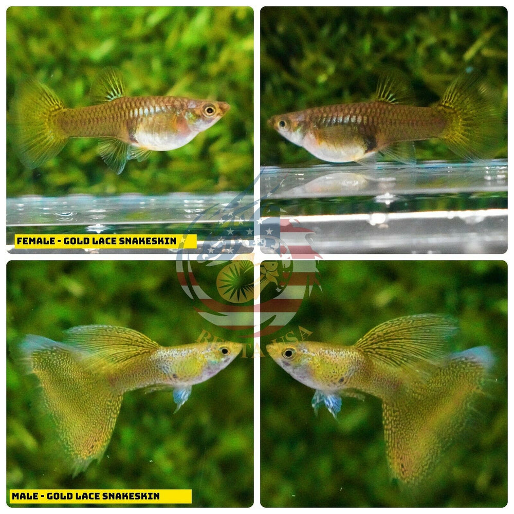 Live Aquarium Guppy Fish High Quality - Gold Lace Snakeskin - Betta USA Aquatic
