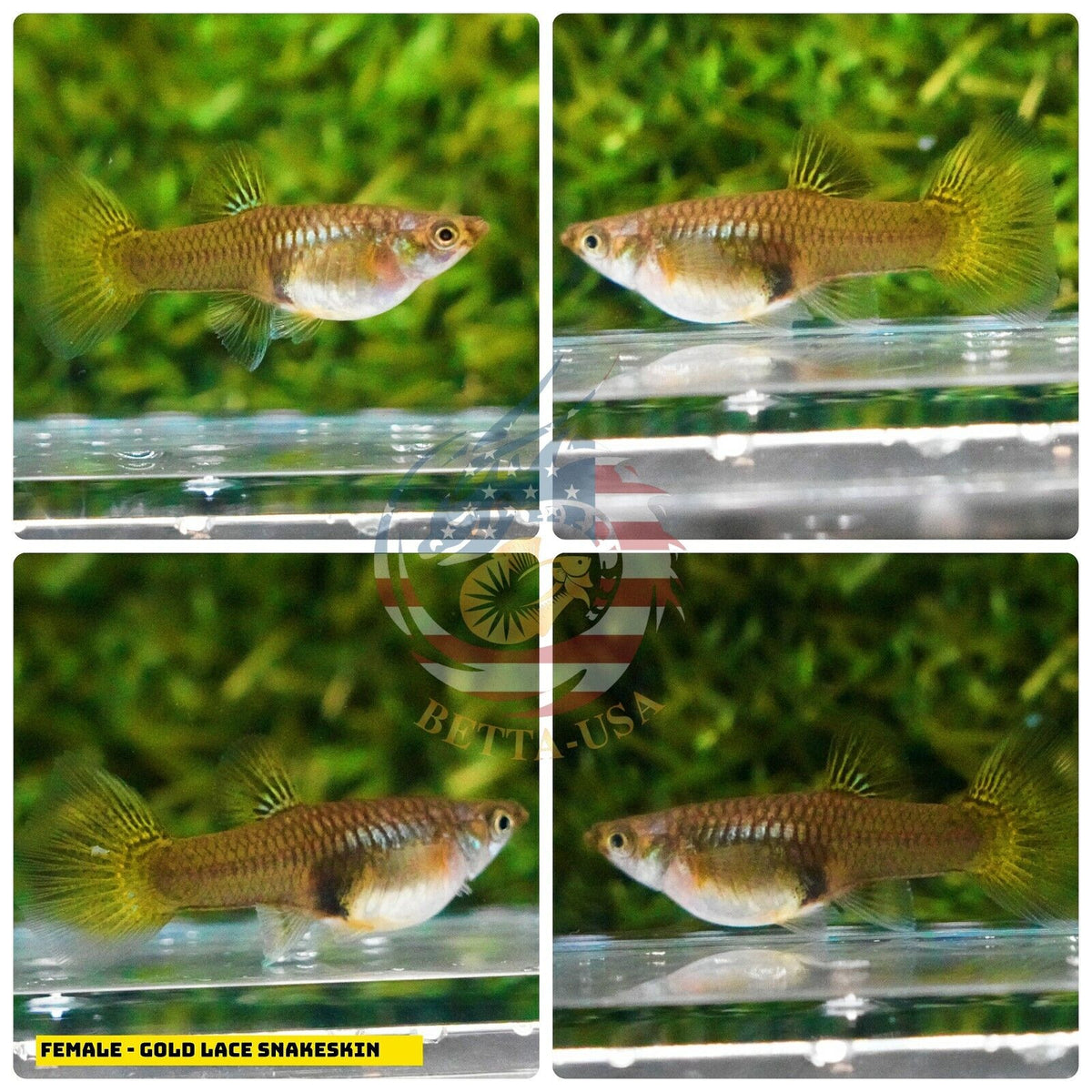 Live Aquarium Guppy Fish High Quality - Gold Lace Snakeskin - Betta USA Aquatic