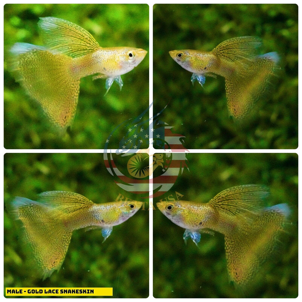 Live Aquarium Guppy Fish High Quality - Gold Lace Snakeskin - Betta USA Aquatic