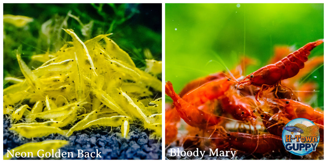 (COMBO ) 10+1 Golden Back & 10+1 Bloody Mary Freshwater Neocaridina Aquarium Shrirmp