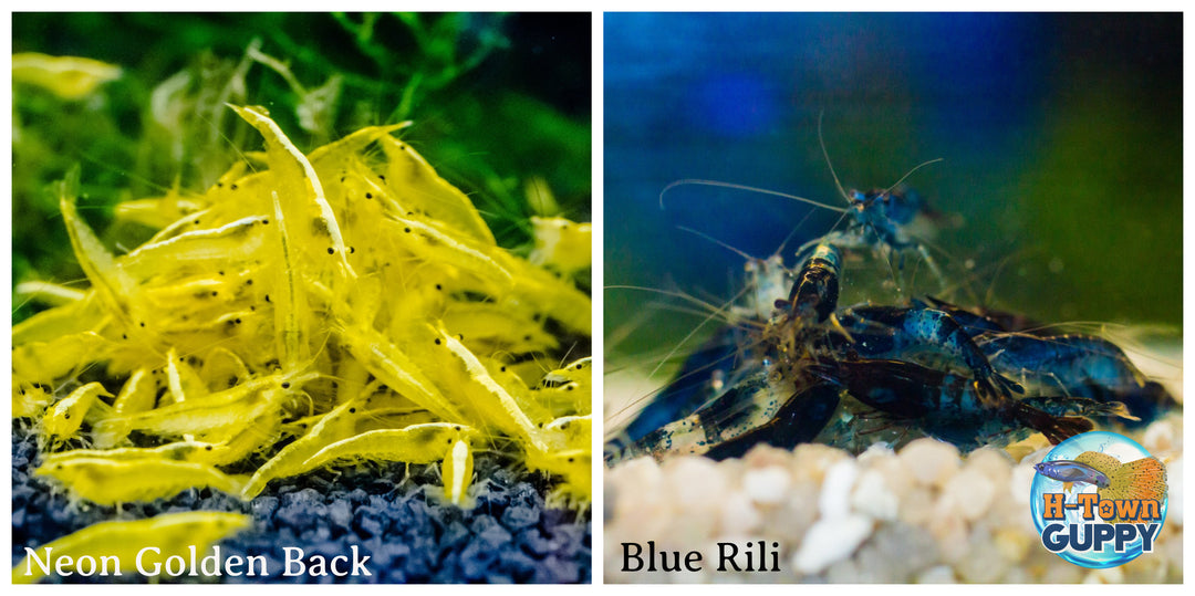 (COMBO ) 10+1 Golden Back & 10+1 Blue Rili Freshwater Neocaridina Aquarium Shrirmp