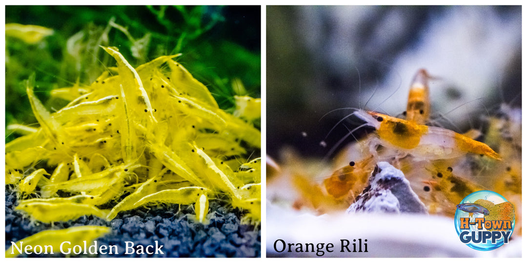 (COMBO ) 10+1 Golden Back & 10+1 Orange Rili  Freshwater Neocaridina Aquarium Shrirmp