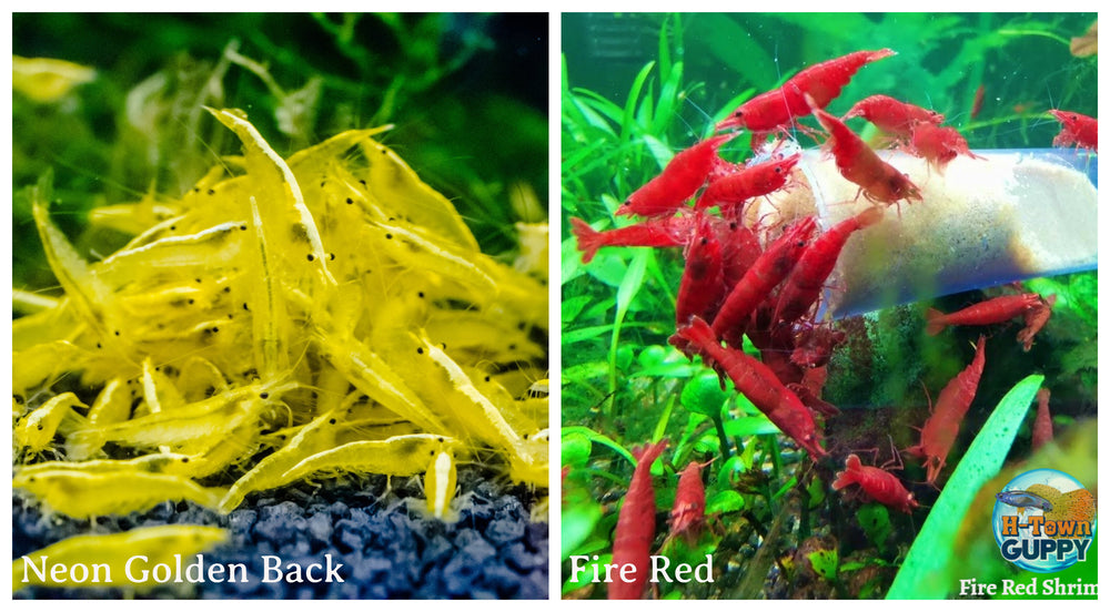 (COMBO ) 10+1 Fire Red & 10+1 Golden Back  Freshwater Neocaridina Aquarium Shrimp - Betta USA Aquatic