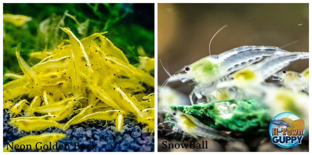 (COMBO ) 10+1 Golden Back & 10+1 SnowBall  Freshwater Neocaridina Aquarium Shrirmp