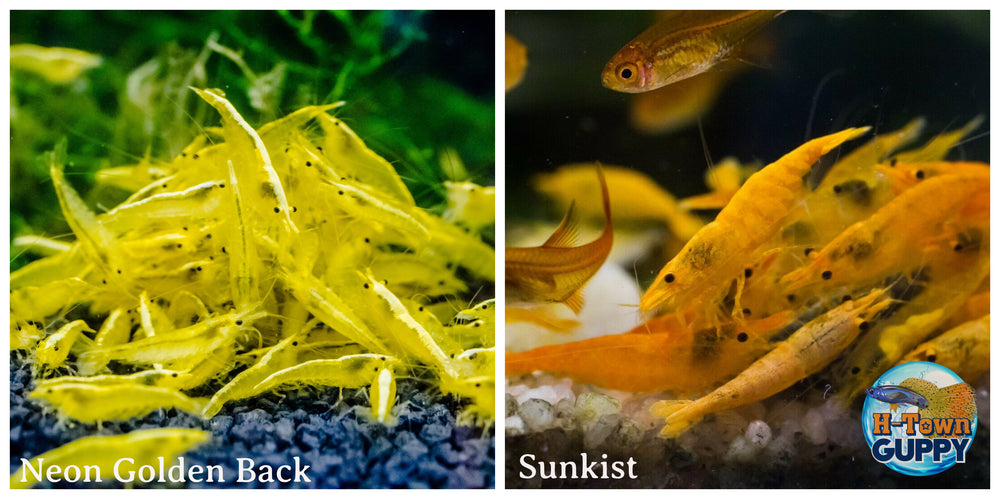 (COMBO ) 10+1 Golden Back & 10+1 Sunkist  Freshwater Neocaridina Aquarium Shrirmp - Betta USA Aquatic