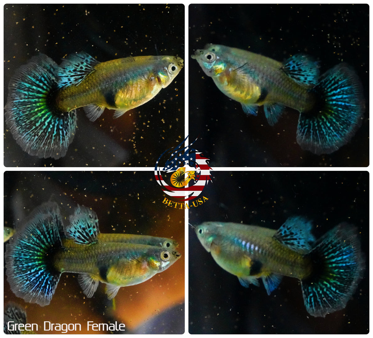 Aquarium Guppy Fish High Quality - Green Dragon Indo - Betta USA Aquatic