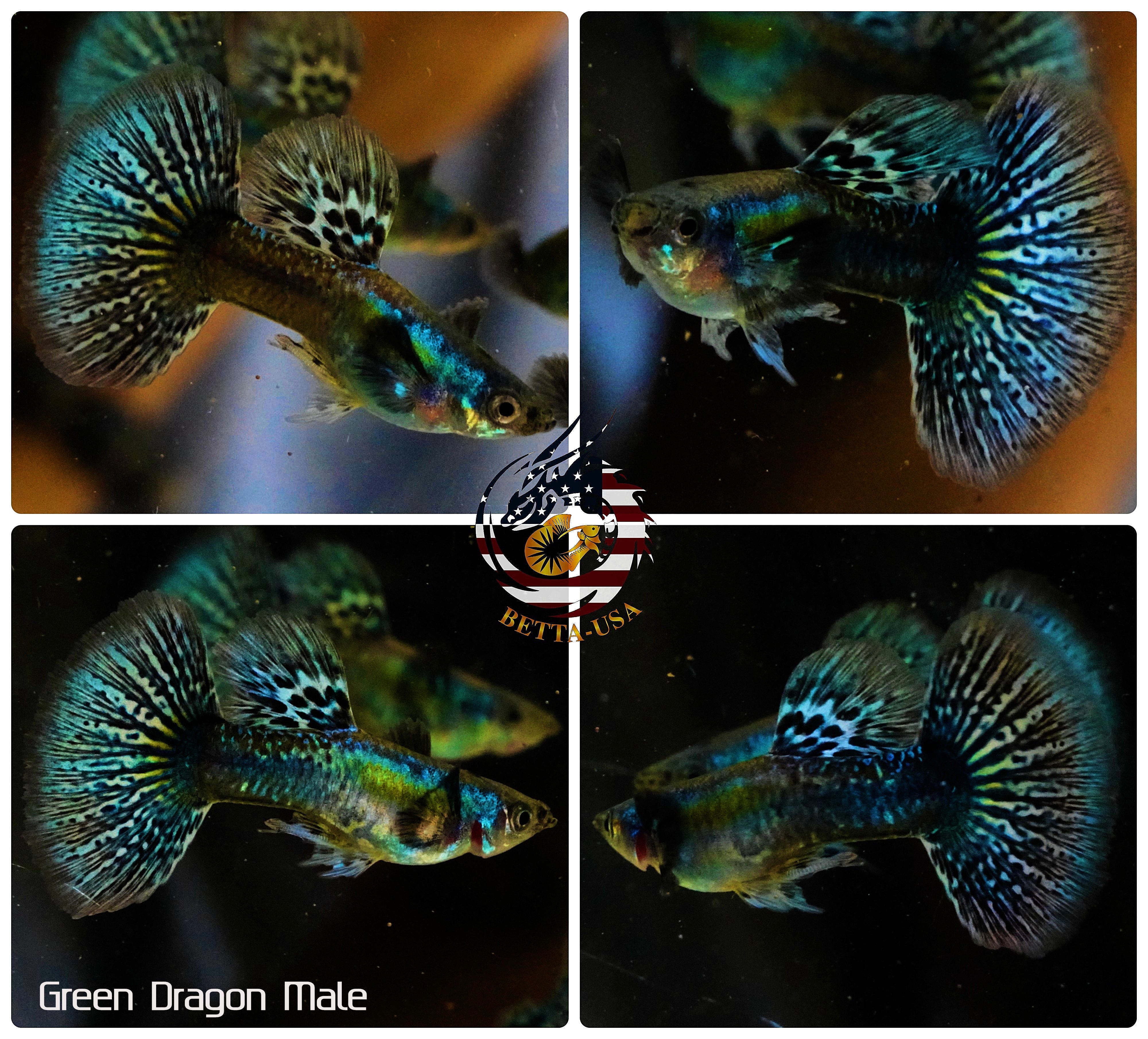 Gfreen Fish Green Dragon Guppy Fish