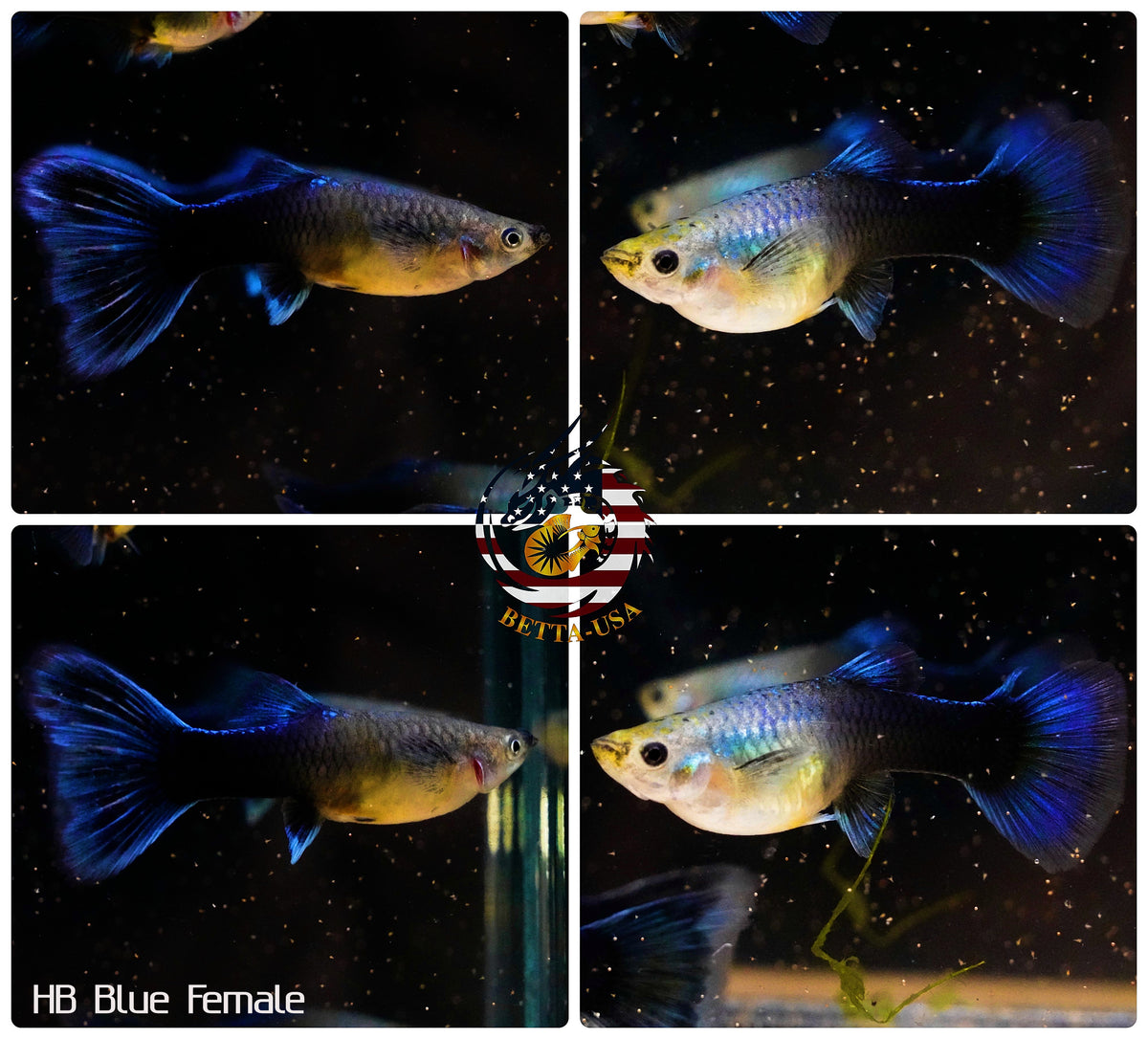 Aquarium Guppy Fish High Quality -  Half Black Blue - Betta USA Aquatic