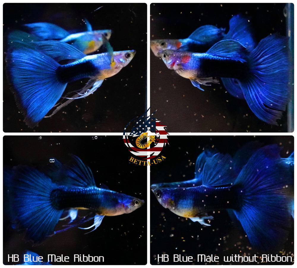 Aquarium Guppy Fish High Quality -  Half Black Blue - Betta USA Aquatic