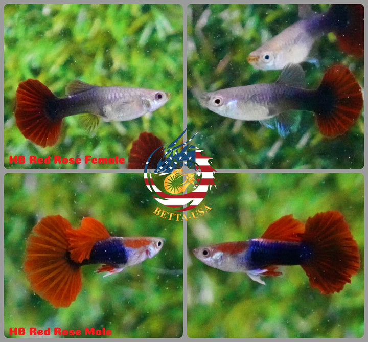 Aquarium Guppy Fish High Quality - Half Black Red Rose