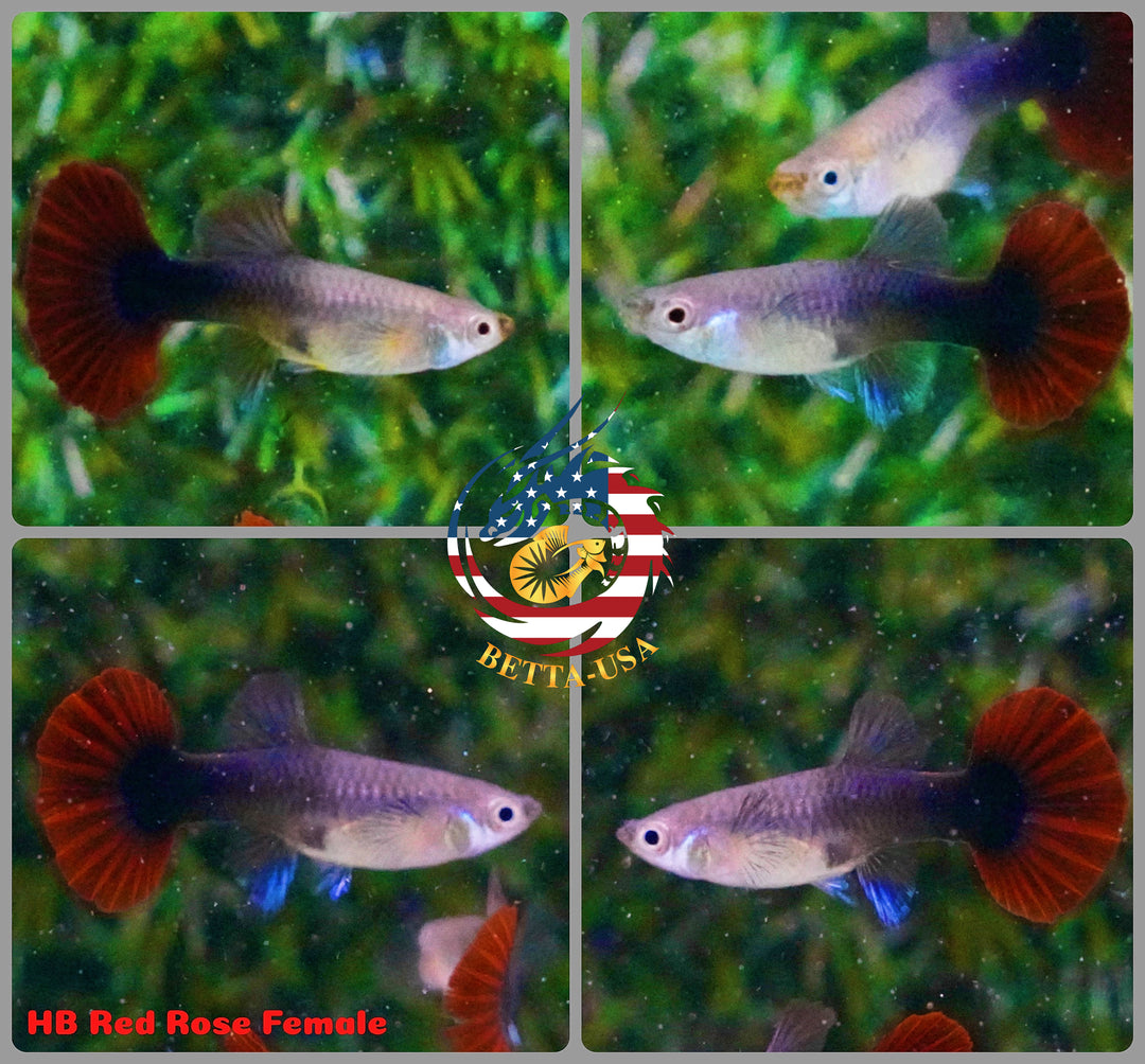 Aquarium Guppy Fish High Quality - Half Black Red Rose