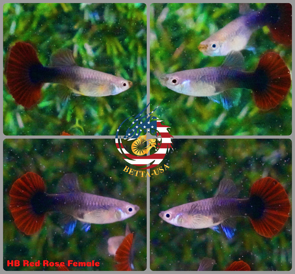 Aquarium Guppy Fish High Quality - Half Black Red Rose - Betta USA Aquatic