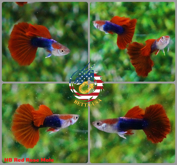 Aquarium Guppy Fish High Quality - Half Black Red Rose