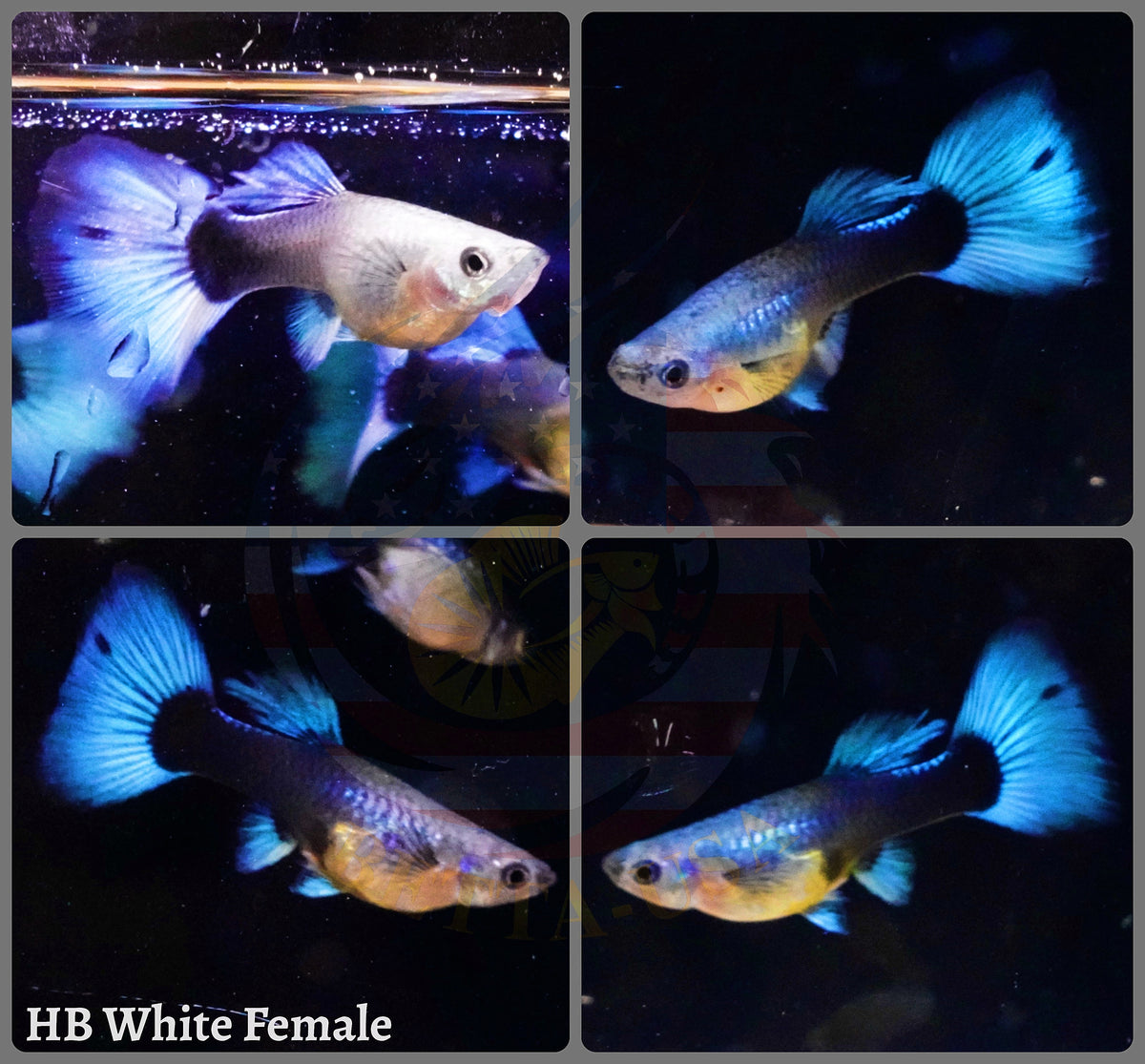 Aquarium Guppy Fish High Quality - Half Black White - Betta USA Aquatic