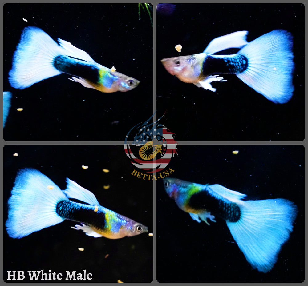 Aquarium Guppy Fish High Quality - Half Black White - Betta USA Aquatic