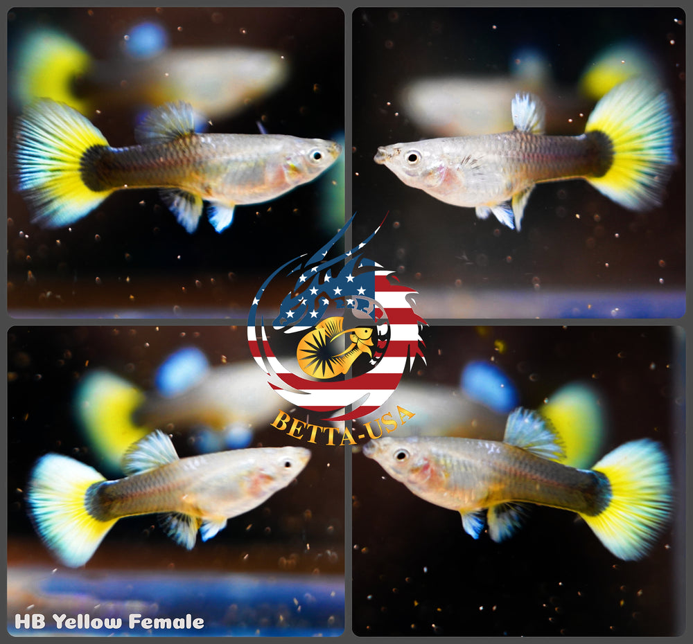Aquarium Guppy Fish High Quality - Half Black Yellow - Betta USA Aquatic