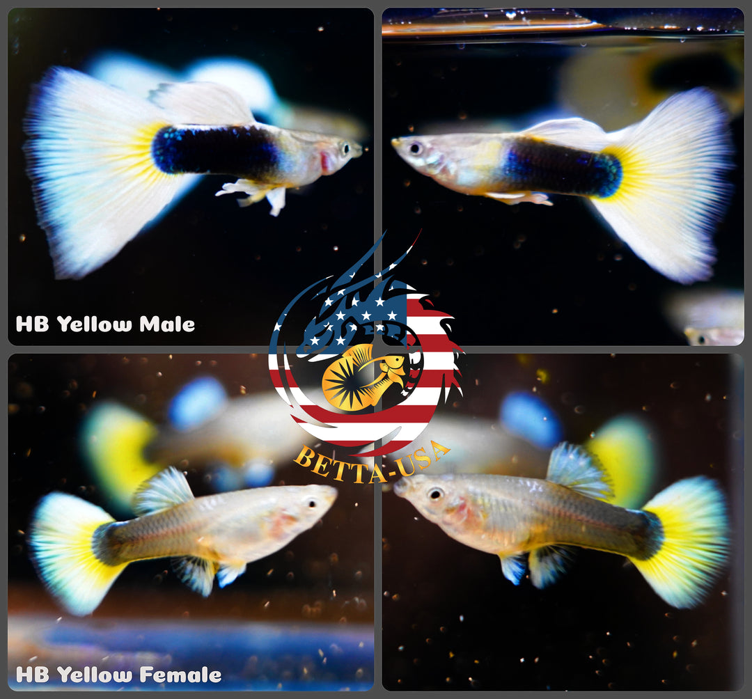 Aquarium Guppy Fish High Quality - Half Black Yellow