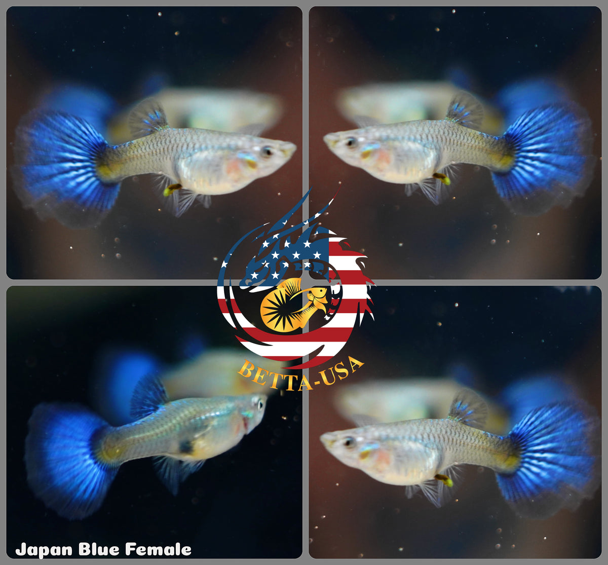 Aquarium Guppy Fish High Quality- Blue Diamond Japan - Betta USA Aquatic
