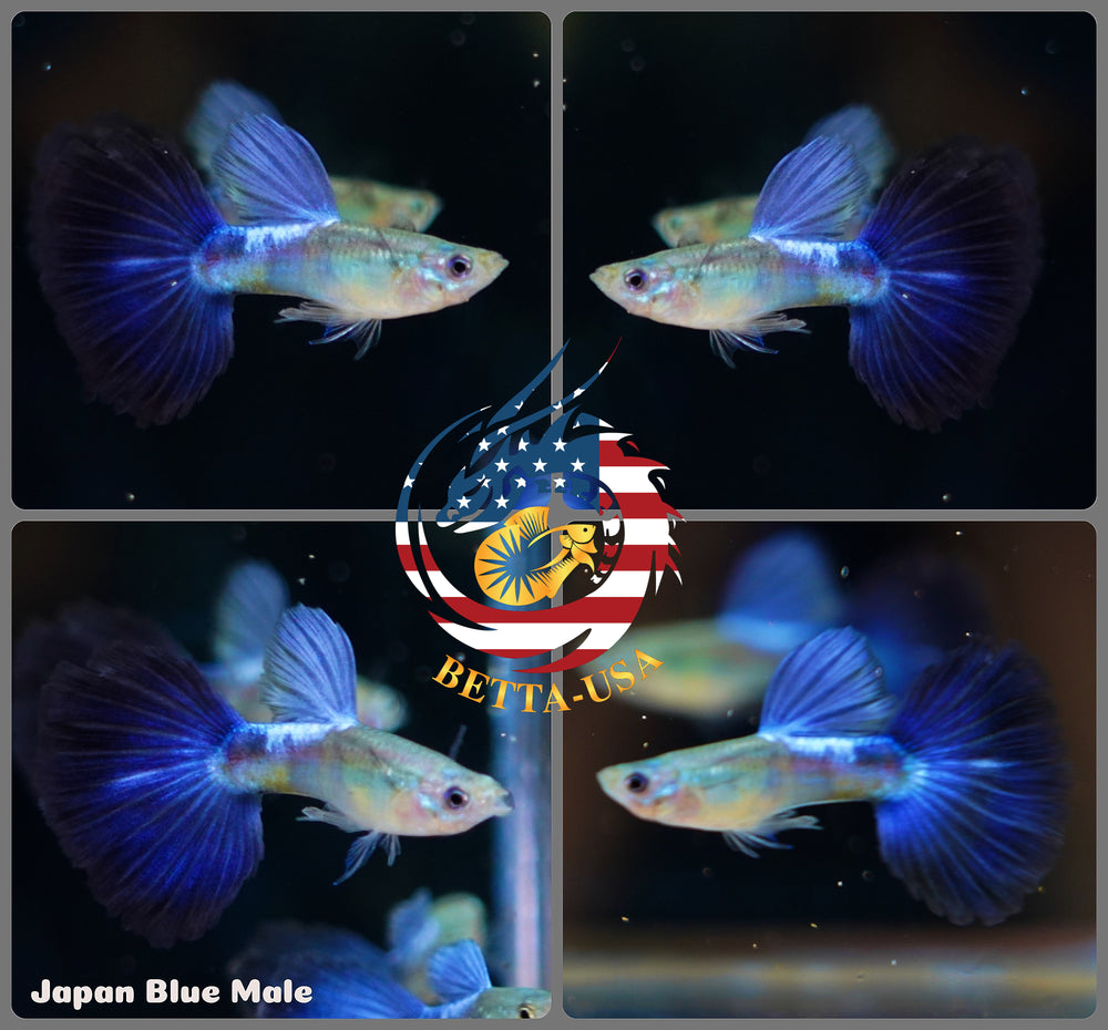 Aquarium Guppy Fish High Quality- Blue Diamond Japan - Betta USA Aquatic
