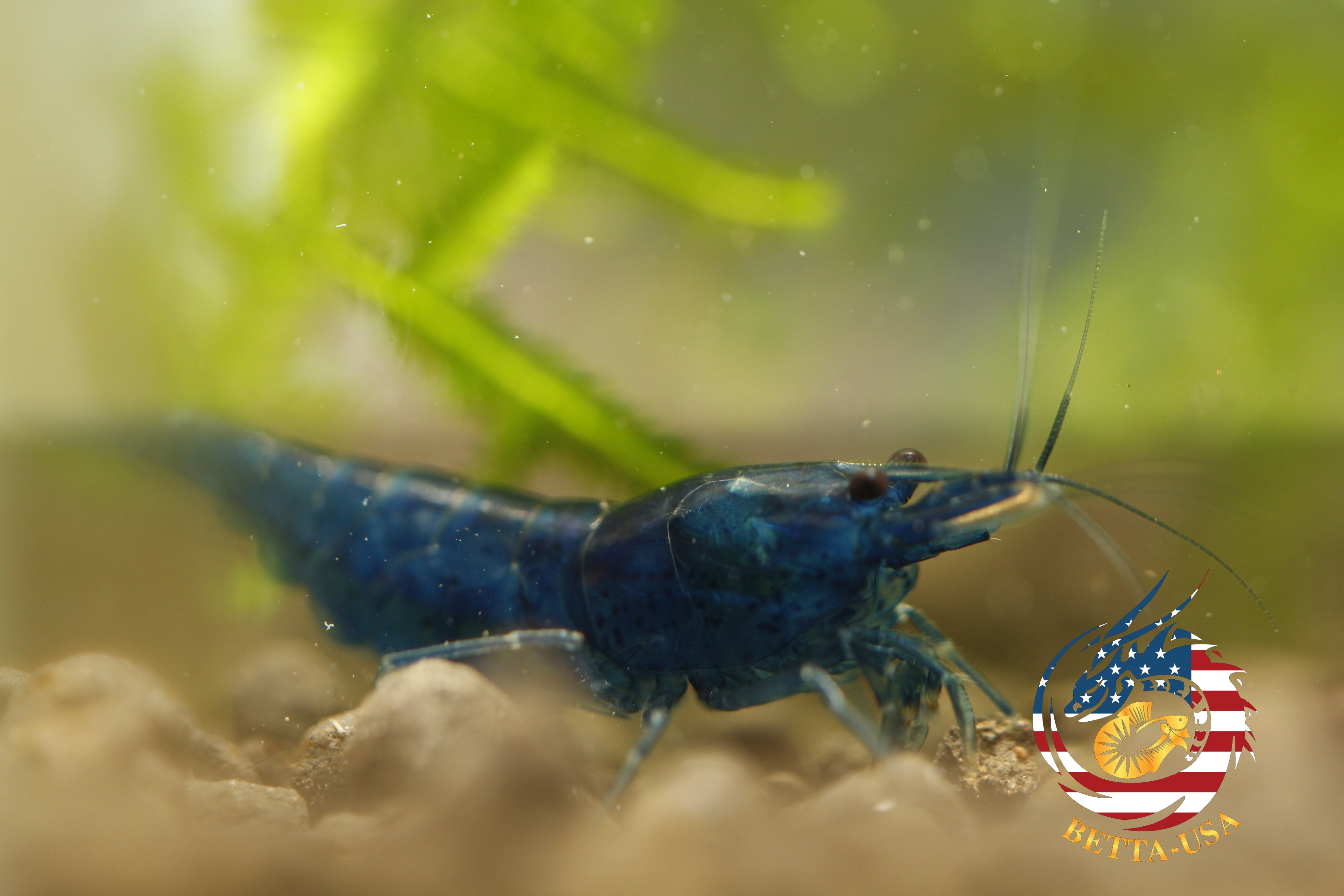 Blue Dream -  Freshwater Neocaridina Aquarium Shrimp. Live Guarantee