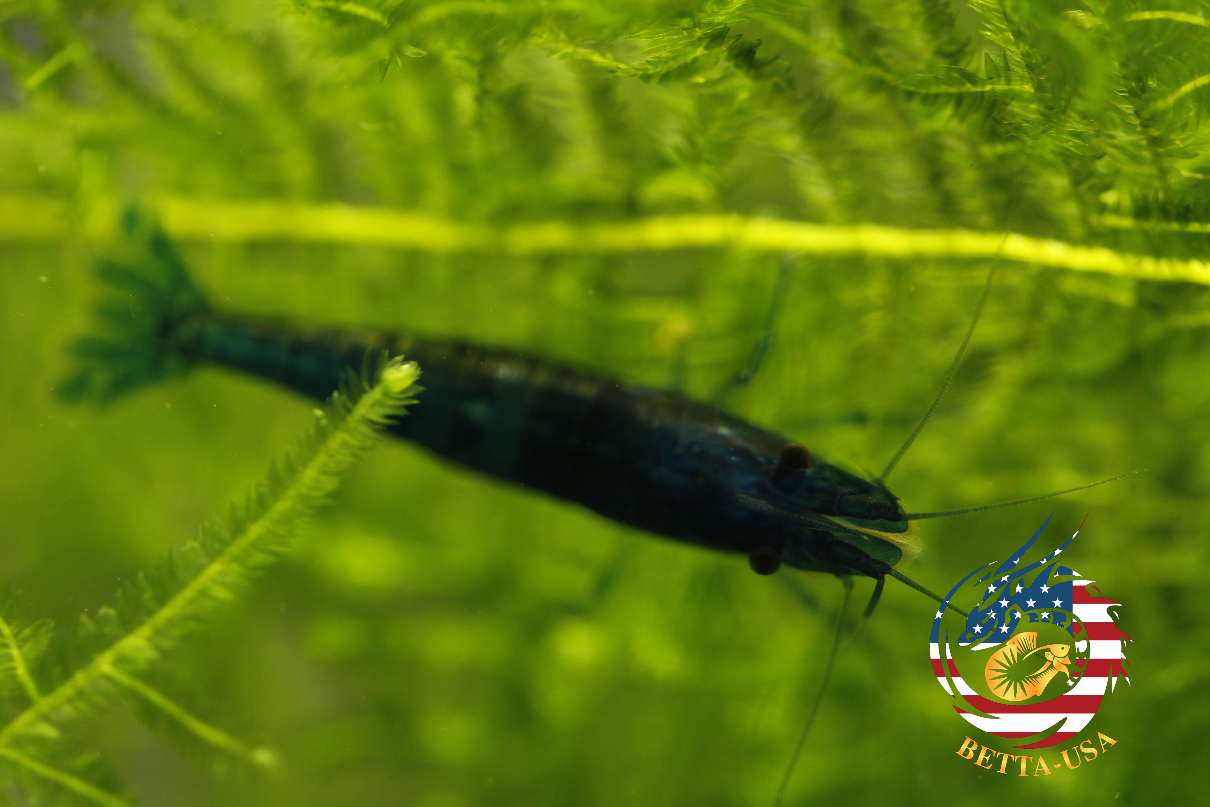 Blue Dream -  Freshwater Neocaridina Aquarium Shrimp. Live Guarantee