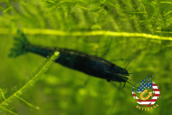 Blue Dream -  Freshwater Neocaridina Aquarium Shrimp. Live Guarantee