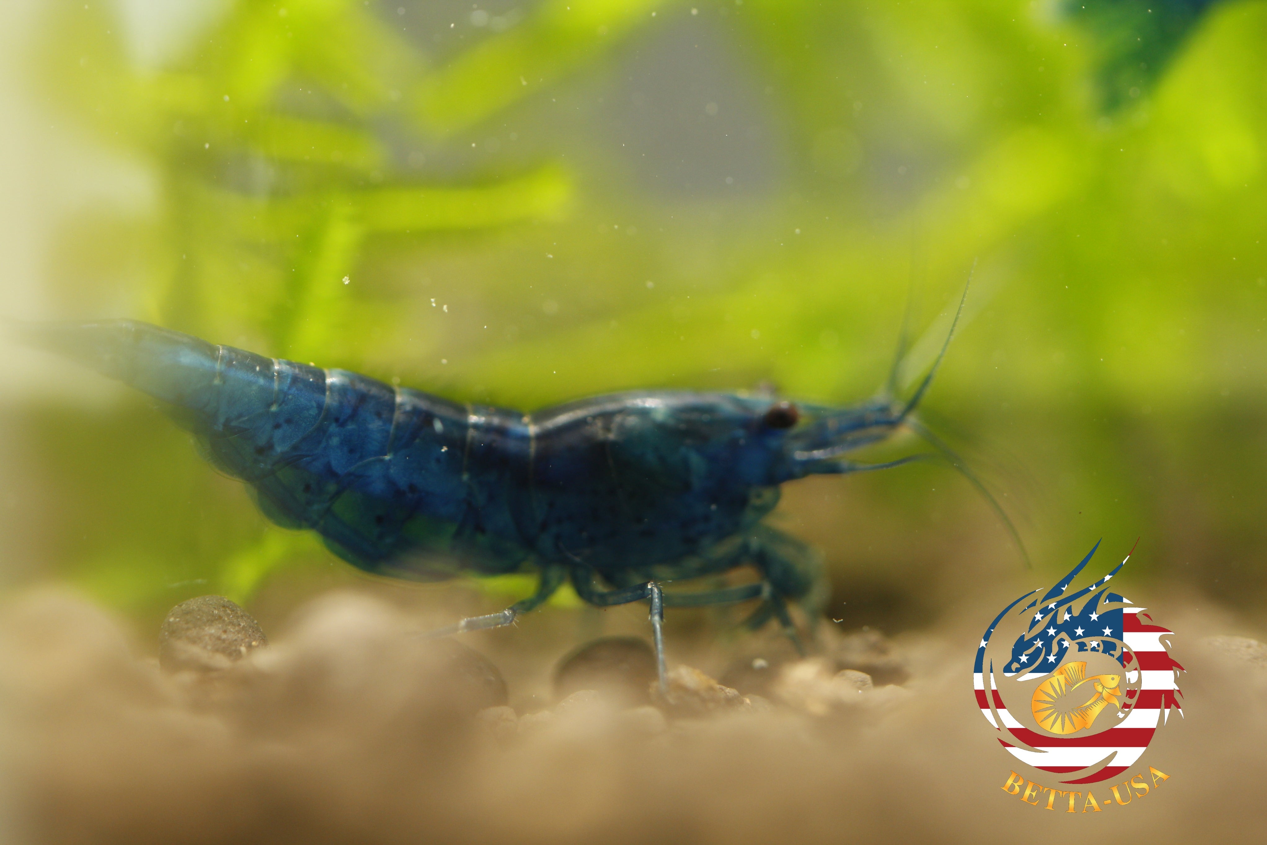 Blue Dream -  Freshwater Neocaridina Aquarium Shrimp. Live Guarantee