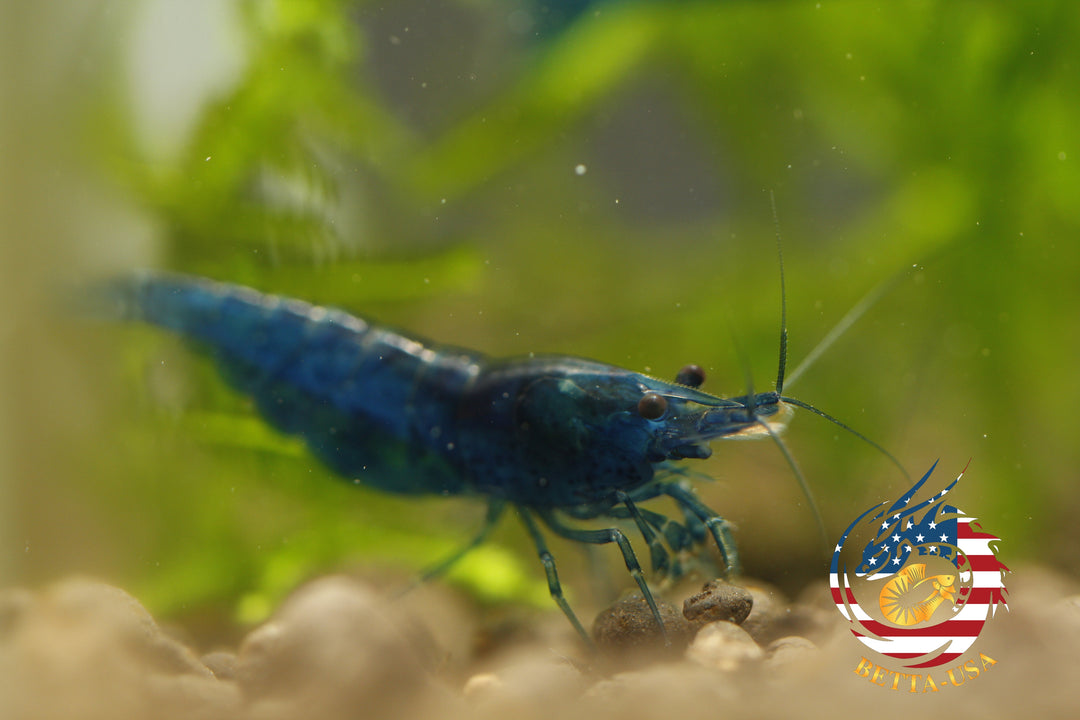 Blue Dream -  Freshwater Neocaridina Aquarium Shrimp. Live Guarantee