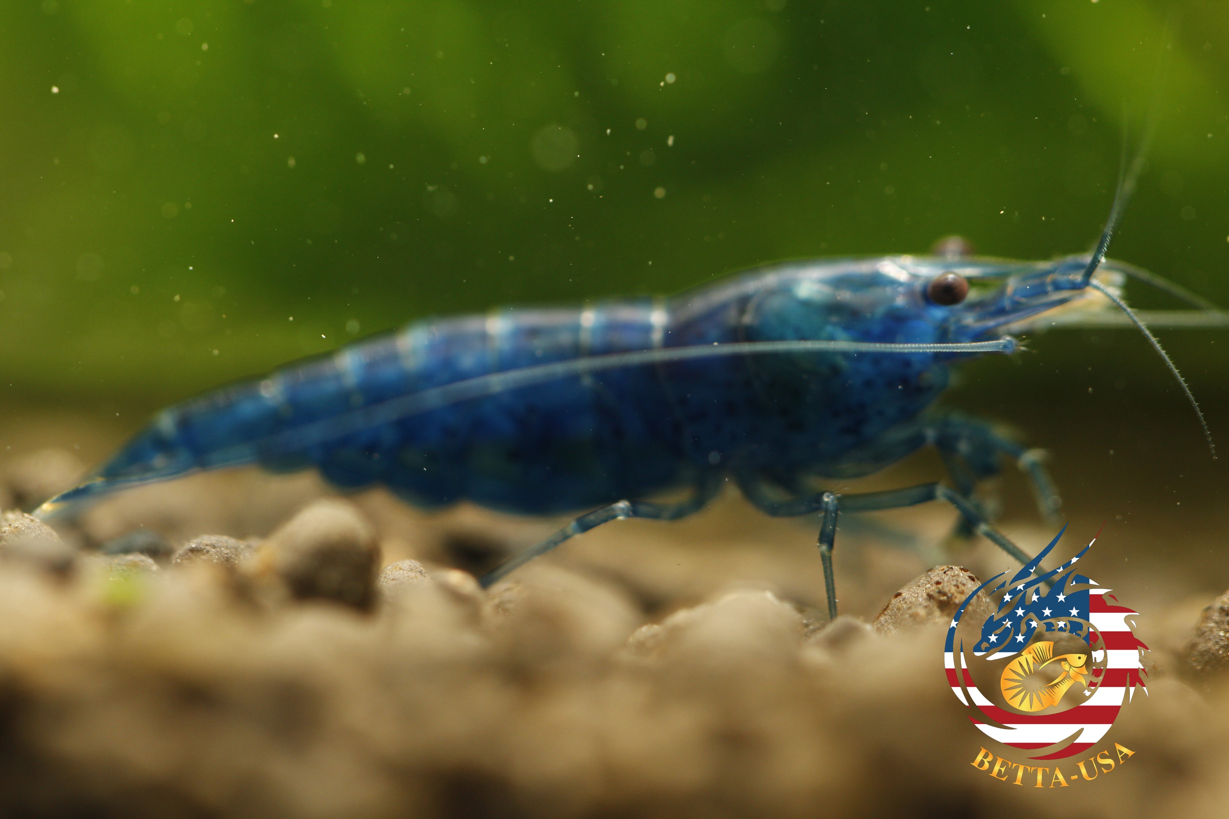 Blue Dream -  Freshwater Neocaridina Aquarium Shrimp. Live Guarantee