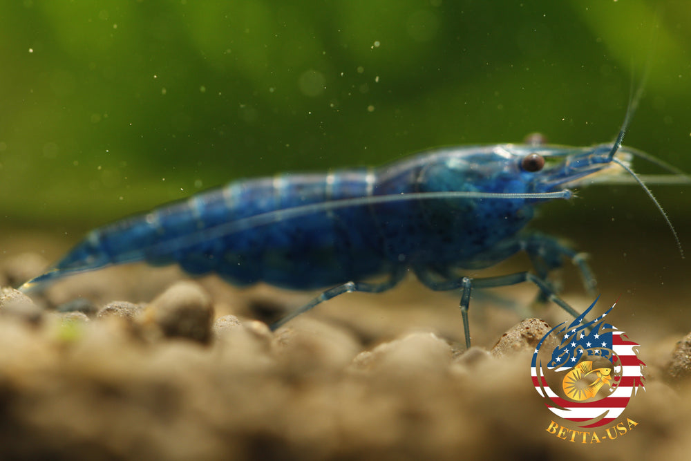 Blue Dream -  Freshwater Neocaridina Aquarium Shrimp. Live Guarantee - Betta USA Aquatic