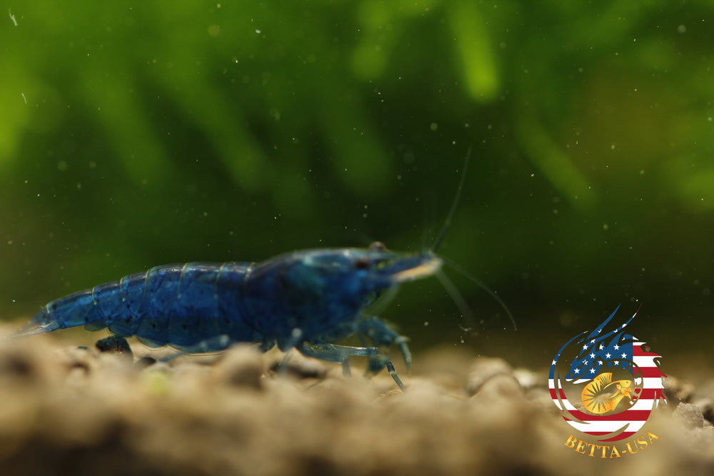 Blue Dream -  Freshwater Neocaridina Aquarium Shrimp. Live Guarantee - Betta USA Aquatic