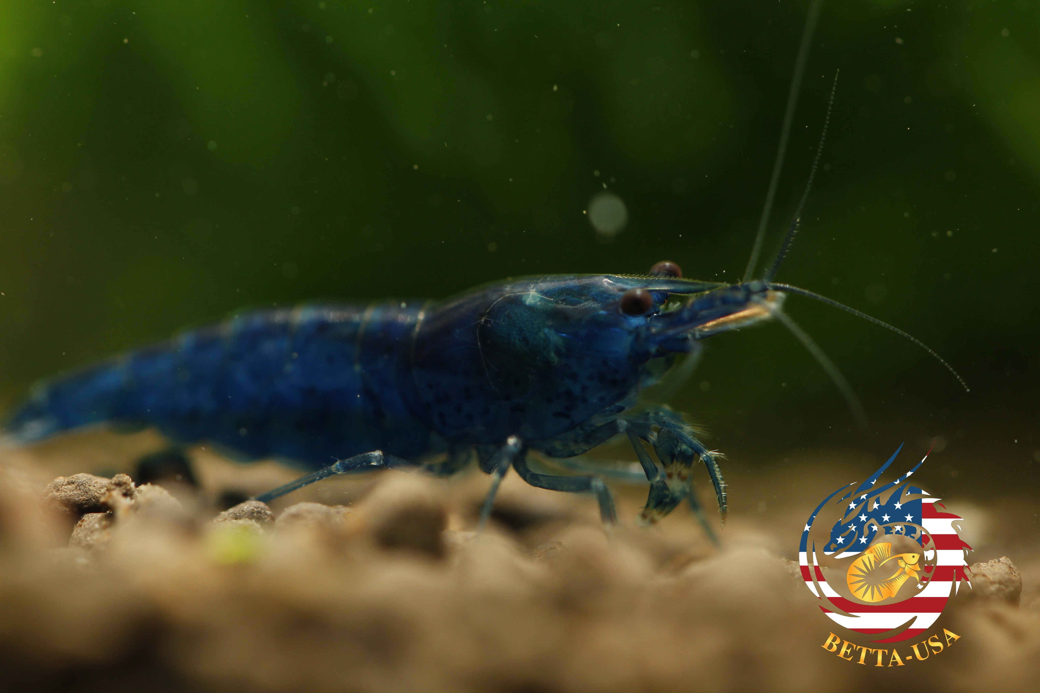 Blue Dream -  Freshwater Neocaridina Aquarium Shrimp. Live Guarantee