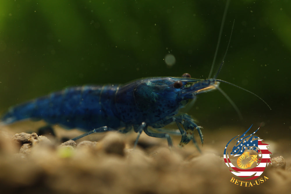 Blue Dream -  Freshwater Neocaridina Aquarium Shrimp. Live Guarantee - Betta USA Aquatic