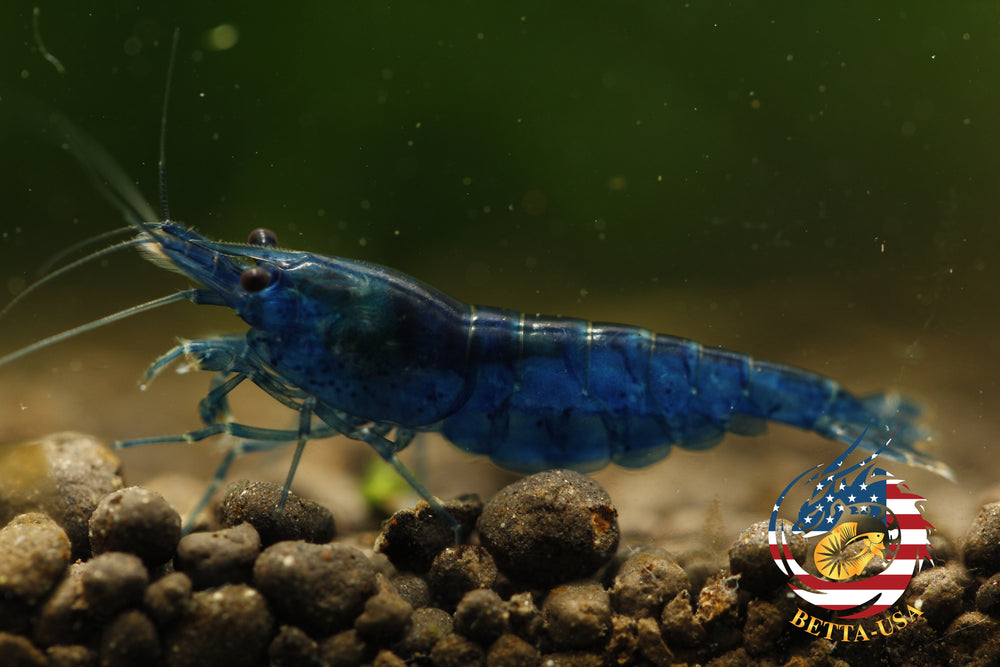 Blue Dream -  Freshwater Neocaridina Aquarium Shrimp. Live Guarantee - Betta USA Aquatic
