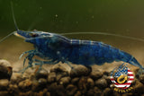 Blue Dream -  Freshwater Neocaridina Aquarium Shrimp. Live Guarantee