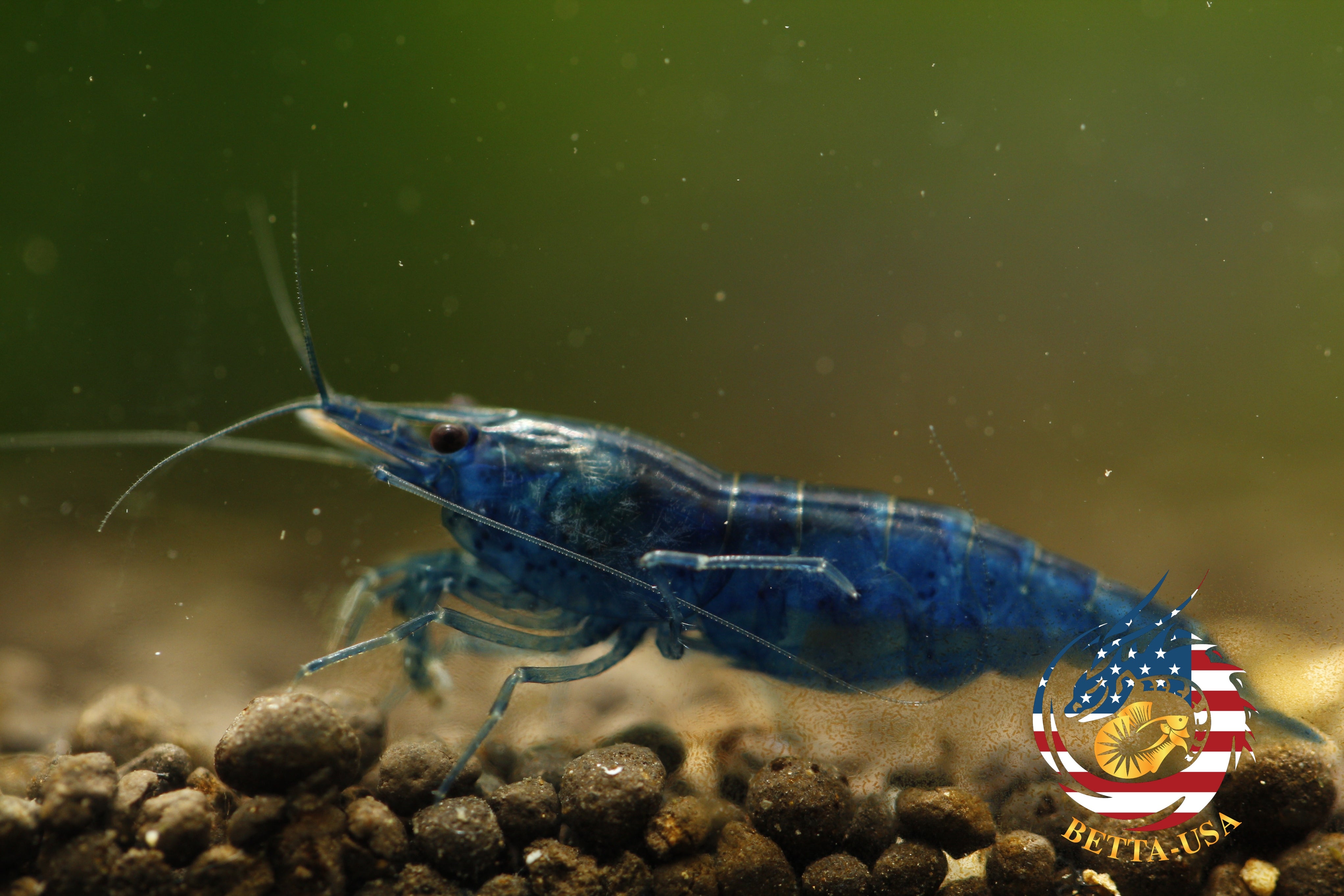 Blue Dream -  Freshwater Neocaridina Aquarium Shrimp. Live Guarantee