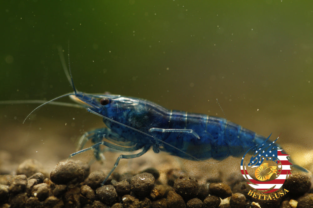 Blue Dream -  Freshwater Neocaridina Aquarium Shrimp. Live Guarantee - Betta USA Aquatic