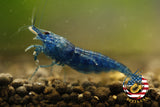 Blue Dream -  Freshwater Neocaridina Aquarium Shrimp. Live Guarantee