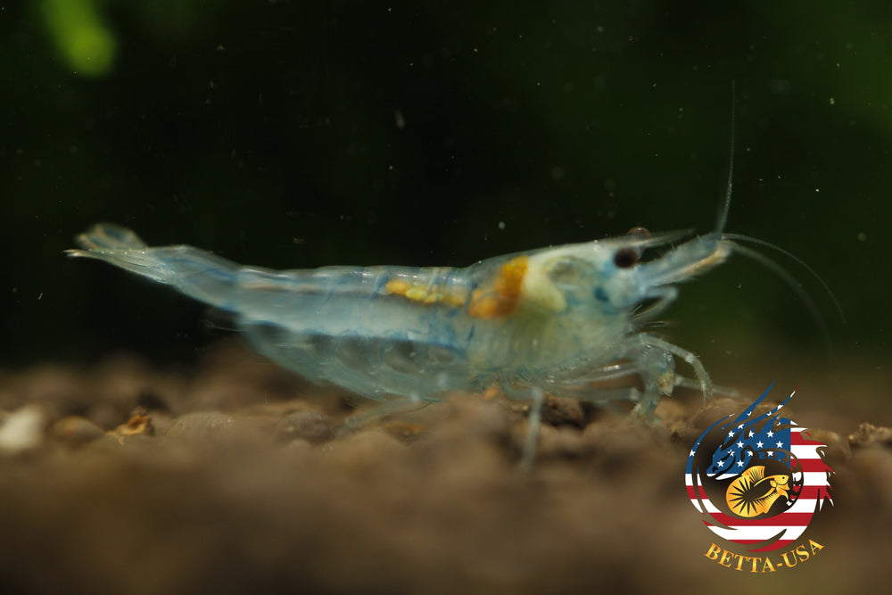 Blue Jelly -  Freshwater Neocaridina Aquarium Shrimp. Live Guarantee - Betta USA Aquatic