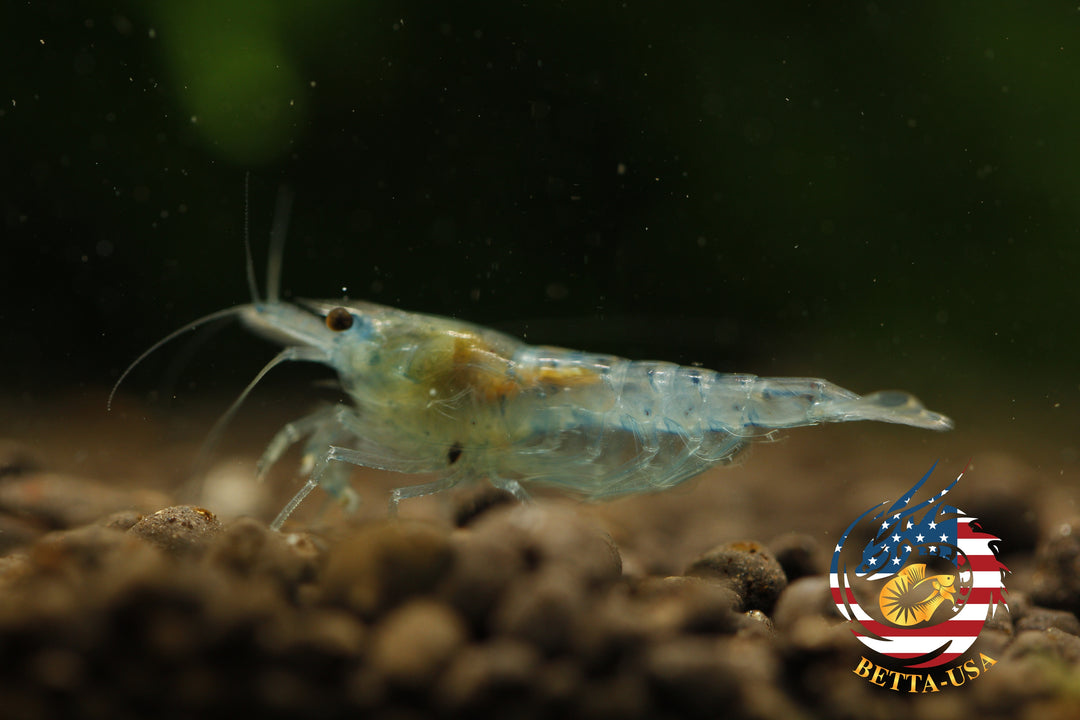 Blue Jelly -  Freshwater Neocaridina Aquarium Shrimp. Live Guarantee