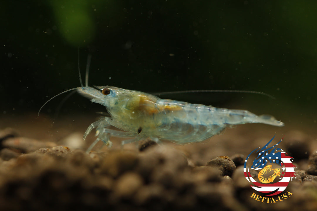 Blue Jelly -  Freshwater Neocaridina Aquarium Shrimp. Live Guarantee